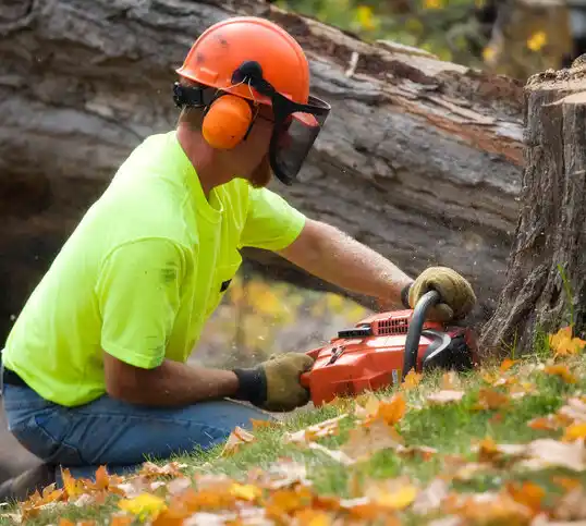 tree services Kenvil